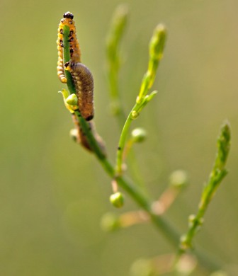 Spargelhähnchen